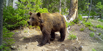 Recreational Impacts on the Wildlife of the South Chilcotins