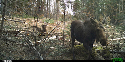 Of Mice and Moose: Impacts of Forest Harvest Practices on Mammal Communities