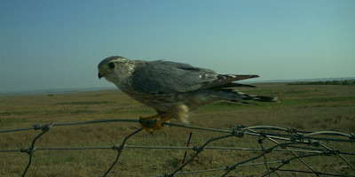 Monitoring Southwestern Alberta's Birds and Mammals