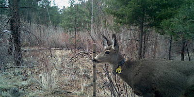 Southern Interior Mule Deer Project