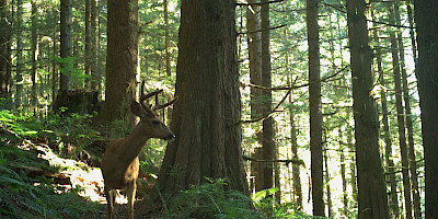 Golden Ears/Malcolm Knapp Research Forest Integrated Monitoring