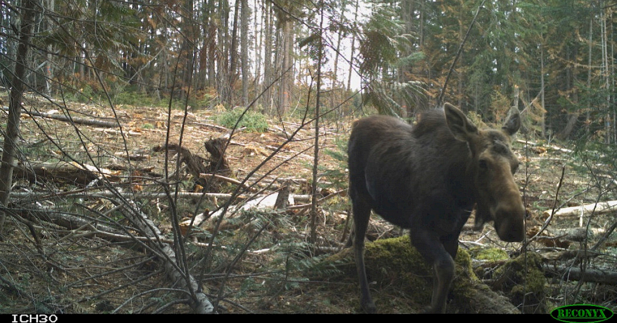 Of Mice and Moose: Impacts of Forest Harvest Practices on Mammal ...