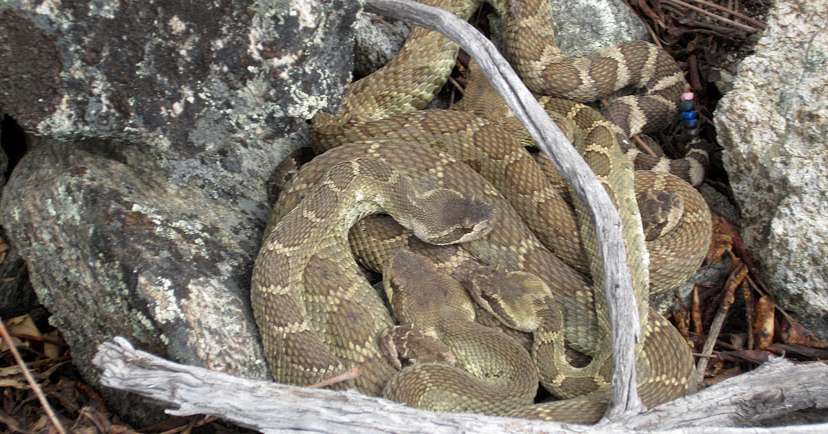 Rattlesnake Denning Patterns Project