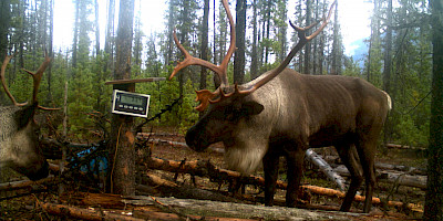 Supplemental Feeding of Kennedy Siding Caribou Project