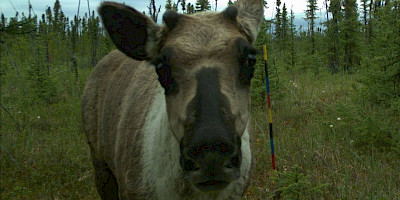 Collaborative Wildlife Monitoring in NW Alberta Caribou Ranges
