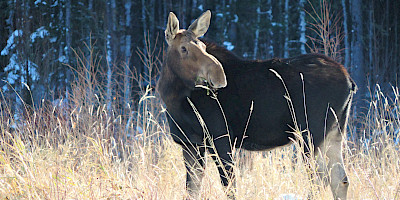 Boreal Oil Sand Mammals - Christina Lake Project