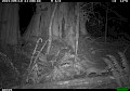 Widgeon Marsh long-term wildlife camera trap study will inform Regional Parks planning and development