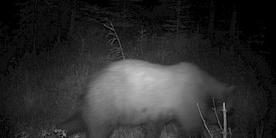 Body Condition Monitoring of Grizzly Bears Using Remote Cameras