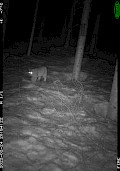 Camera trapping in St’at’imc territory