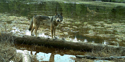 Human-Wolf Coexistence in Pacific Rim National Park Reserve