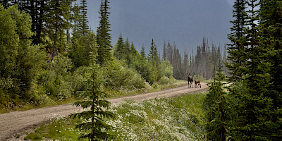 Kootenay Density Project