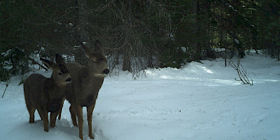 Columbia Mountain Camera Project