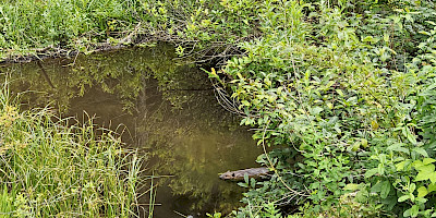 Beaver/frog wetlands of xaxtsa territory.