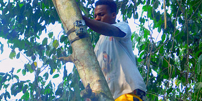 Camera trapping for the critically endangered Red-bellied Monkey Cercopithecus erythrogaster spp. erythrogaster in Togbota forests within the Biosphere Reserve of Ouémé